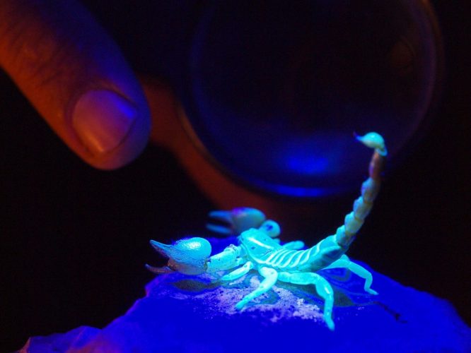 אטרקציות לילדים