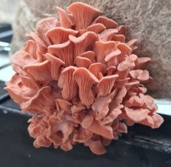 מאשרום חוות גידול פטריות